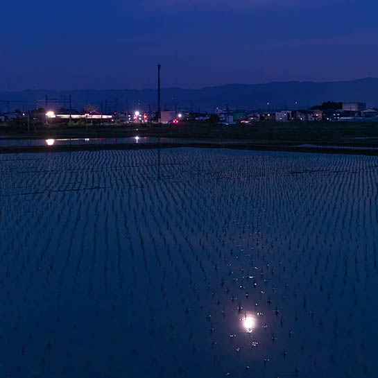 早苗田の月