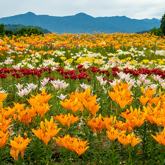 月岡公園ユリまつり