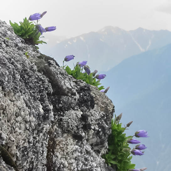岩稜のイワギキョウ
